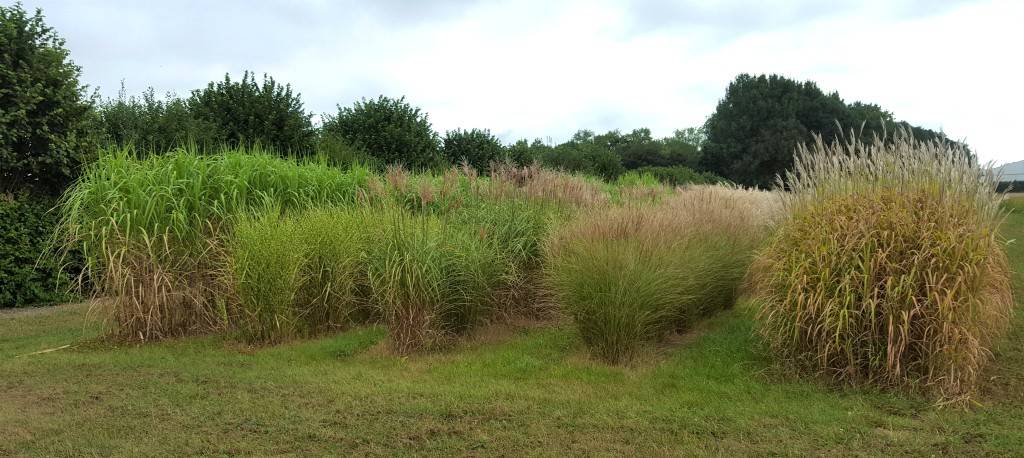 Collection Miscanthus INRAE Estrées-Mons